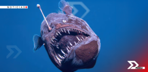 El hallazgo del pez abisal en aguas superficiales de Tenerife desconcierta a biólogos. El ejemplar murió horas después, dejando múltiples interrogantes.