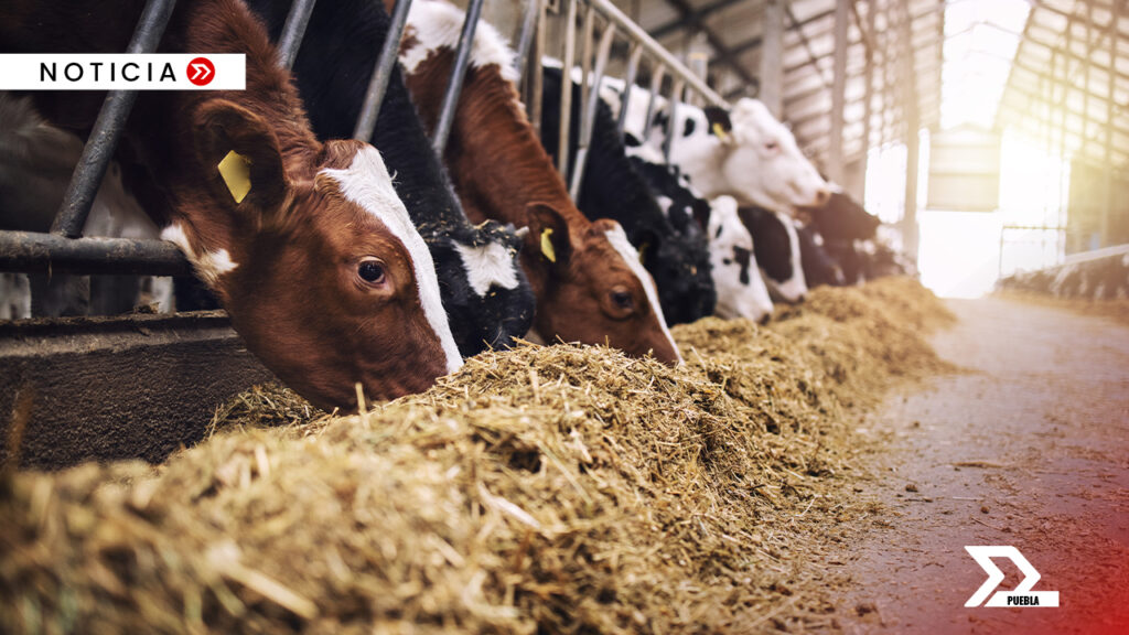 El plan de Armenta incluye la Convención Nacional de Médicos Veterinarios y nuevos proyectos para modernizar la producción ganadera, reforzando el sector primario en Puebla.